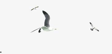 海燕背景资料,翱翔于海洋的勇敢使者